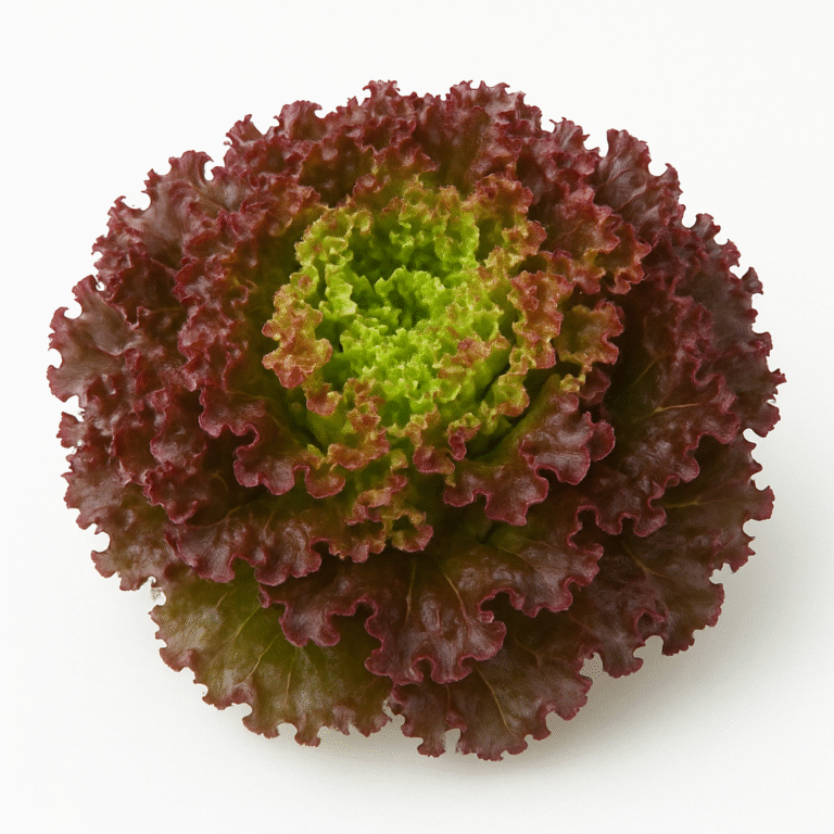 Lollo Rosso Lettuce