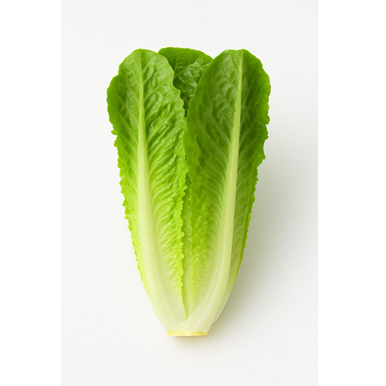 Romaine-Lettuce